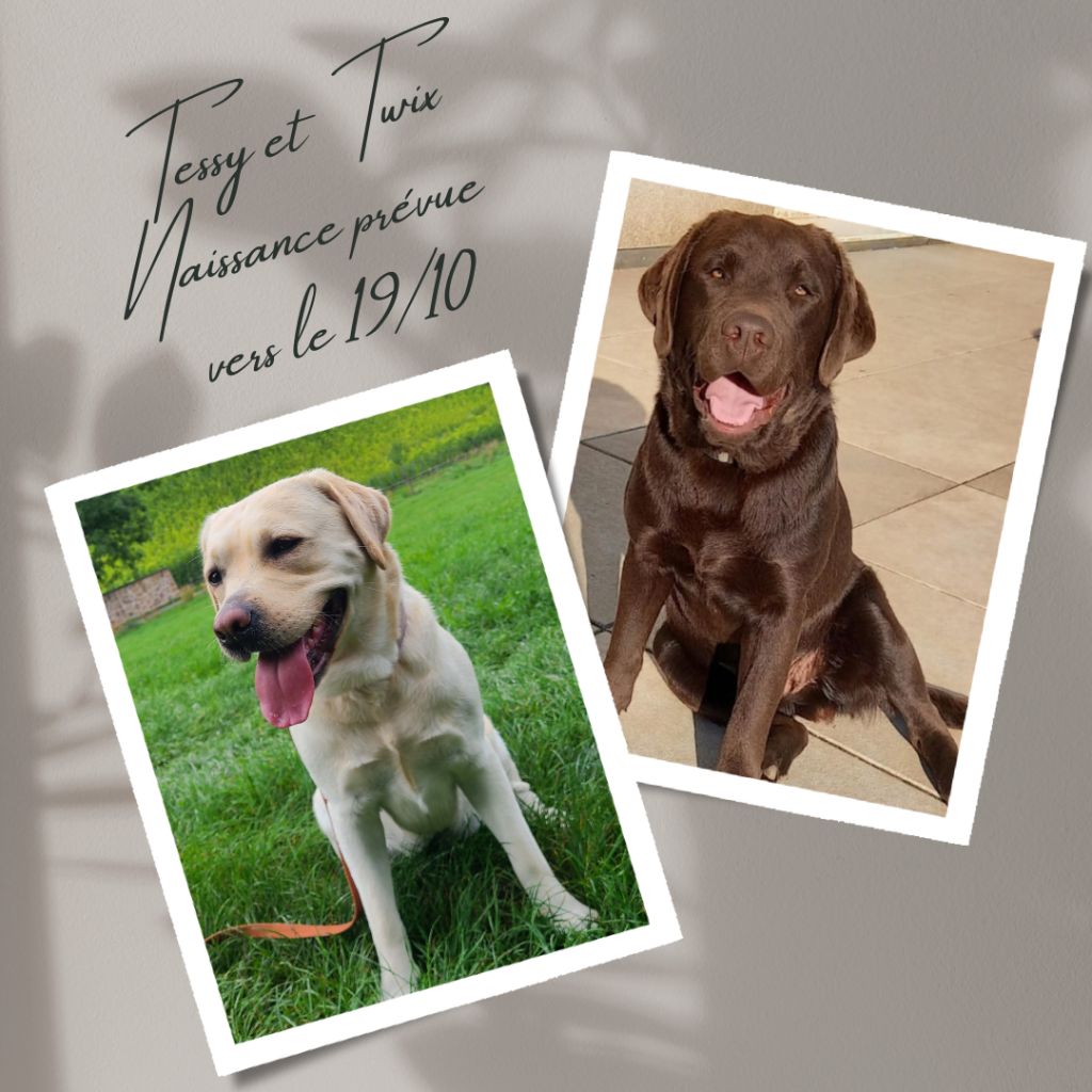 Chiots à venir