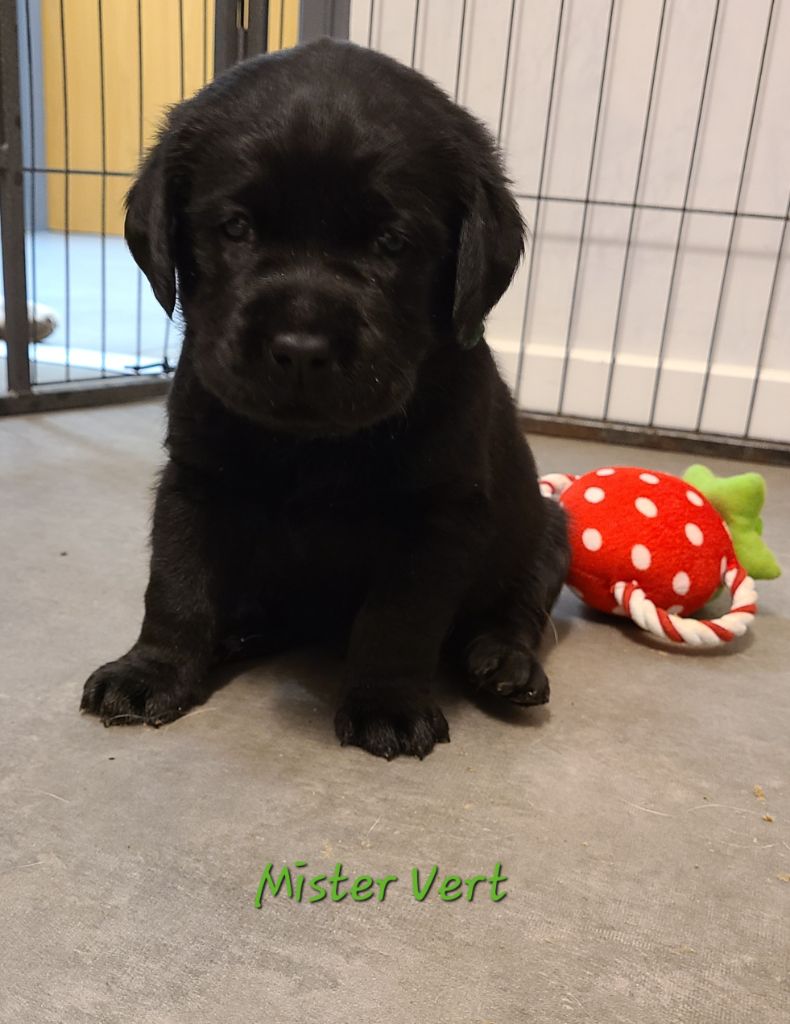 des Molosses de l'Authie - Chiots disponibles - Labrador Retriever