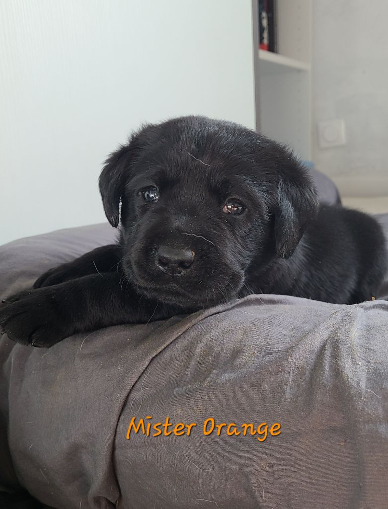 des Molosses de l'Authie - Chiots disponibles - Labrador Retriever