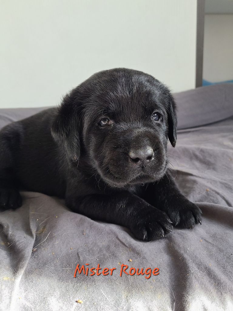 des Molosses de l'Authie - Chiots disponibles - Labrador Retriever