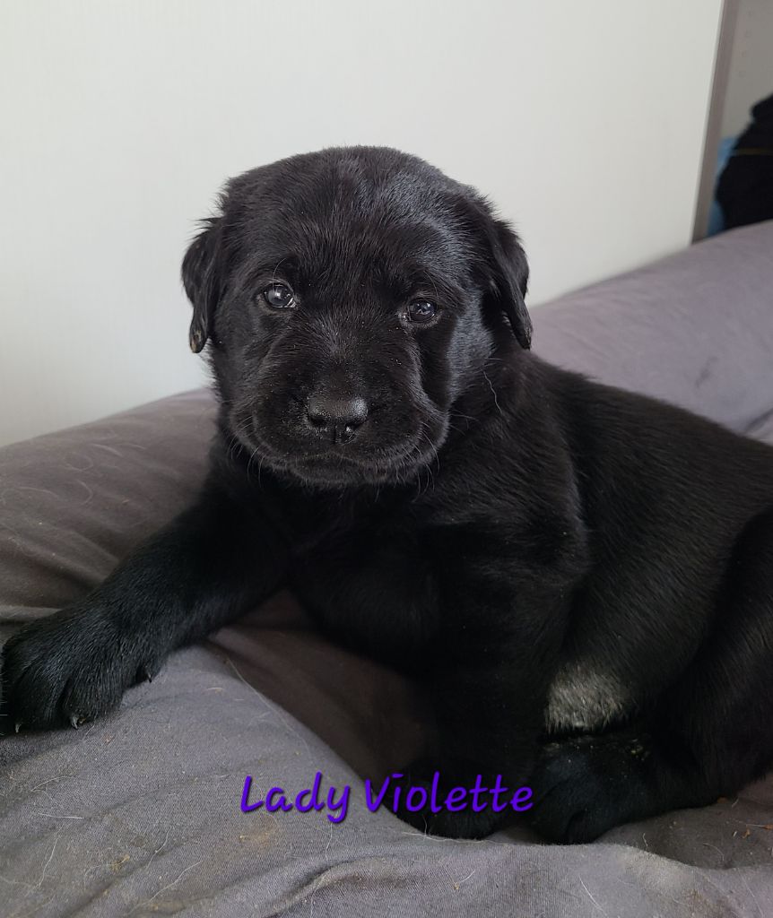 des Molosses de l'Authie - Chiots disponibles - Labrador Retriever